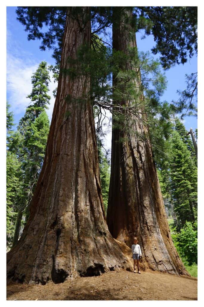 Wandering through the Giant Sequoias is an easy and fun activity for kids of all ages. 