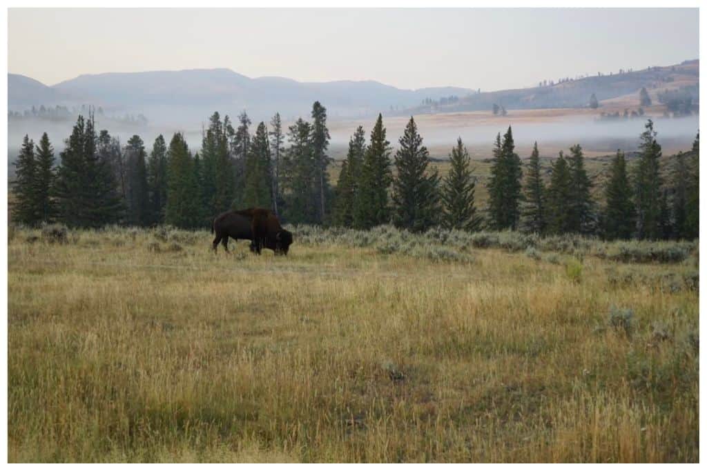 Yellowstone is one of the few remaining places that Bison roam free. 