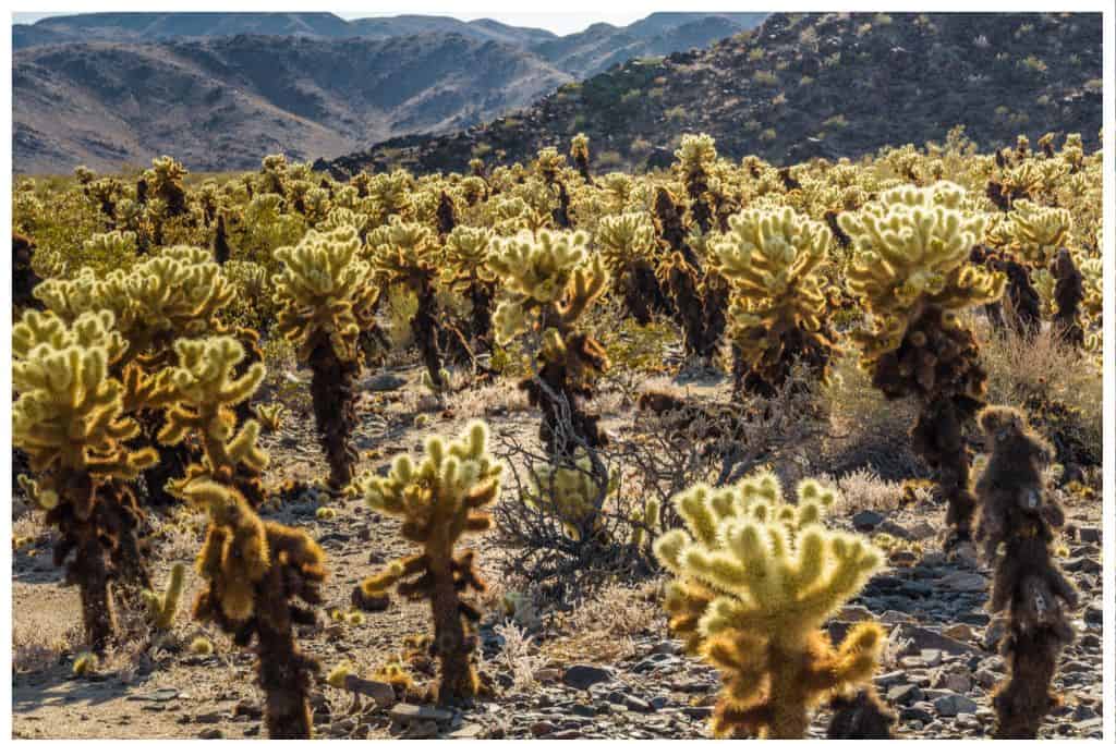 This garden of Teddy Bear Cholla Catctus is an easy hike for kids. 