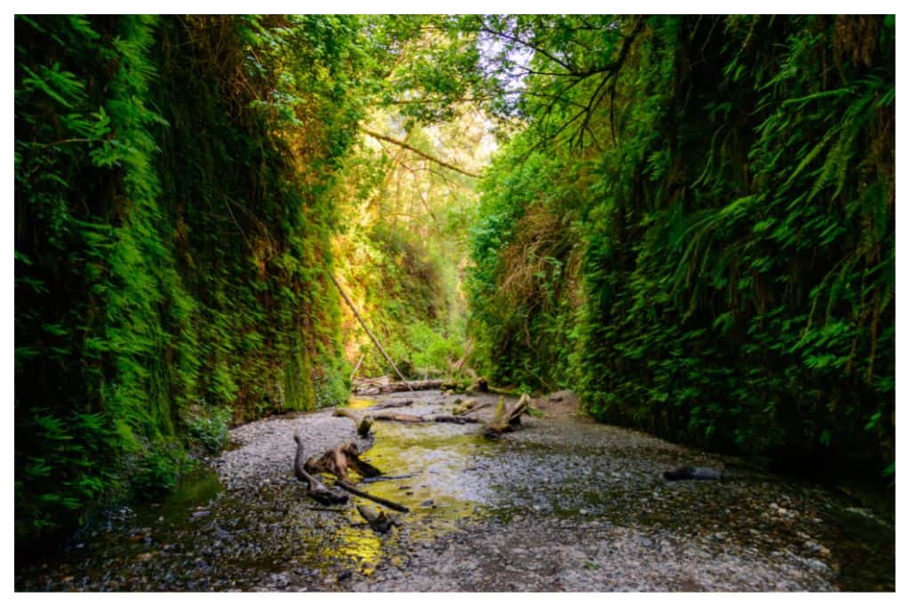The Fern Canyon area adds to the beauty of Redwood, helping it make the list of the best west coast national parks. 