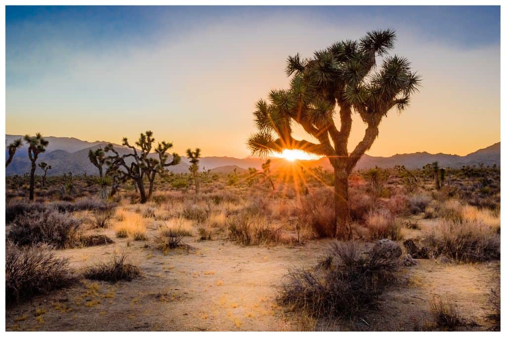 The extremely unique Joshua Tree's are one of the key elements that make Joshua Tree National Park one of the best west coast national parks. 