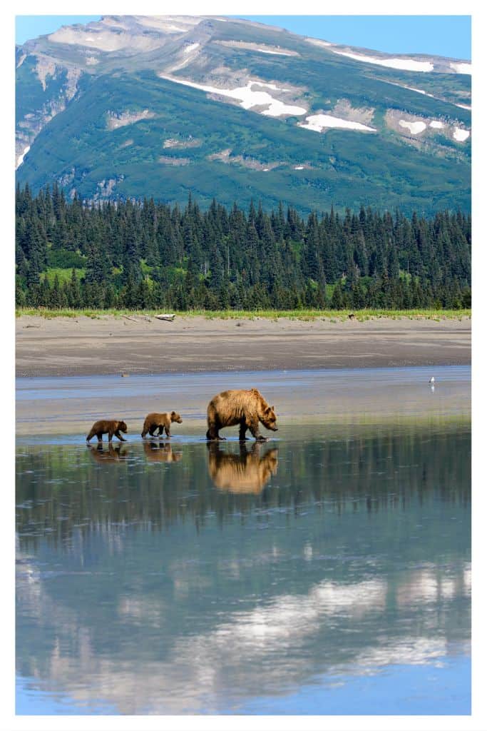 The abundant bear population in Lake Clark National Park help make it one of the best west coast national parks. 