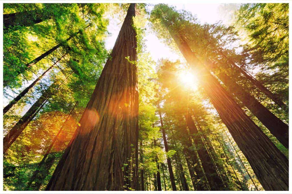 Home to the worlds tallest trees, Redwood and State National Parks is definitely one of the best west coast national parks. 