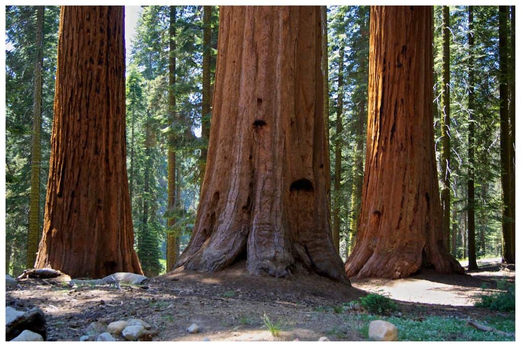 Sequoia National Park is home to the worlds largest tree, securing it's claim to one of the best west coast national parks. 