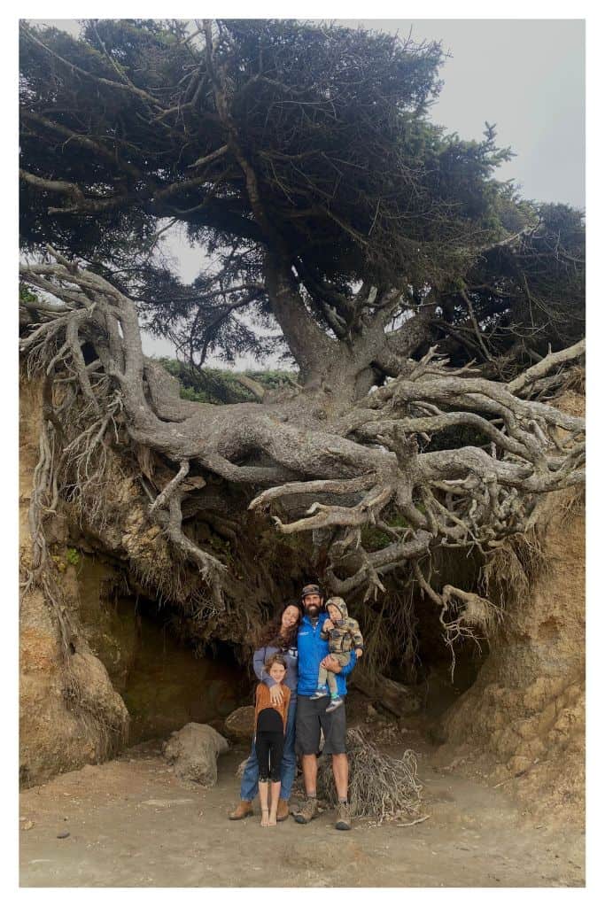 The Tree of Life at Kalaloch Beach is a great family photo spot. 