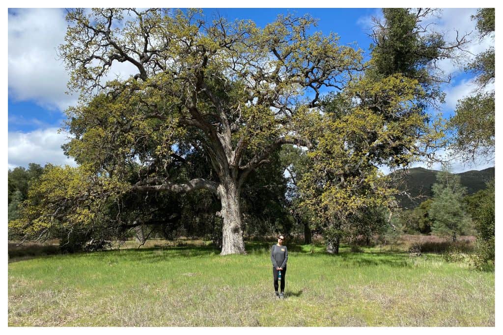 The South Wilderness Trail is full of large and beautiful Valley Oak trees. 