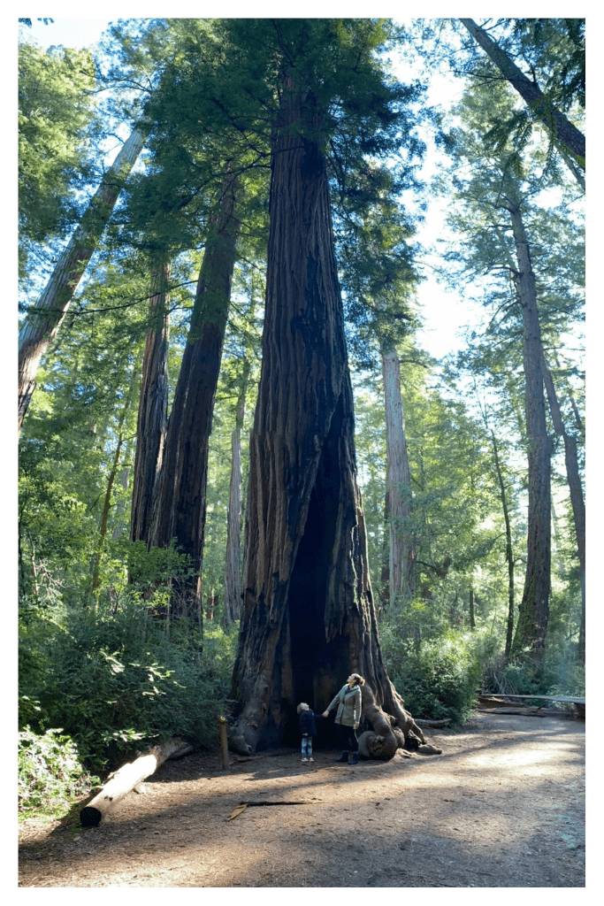 Big Basin Rewoods is home to some of the largest coastal redwoods south of Humboldt. 