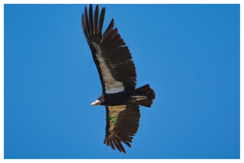 Condor soaring with wings spread. Pinnacles National Park is one of the few places that Condors live in the wild. 