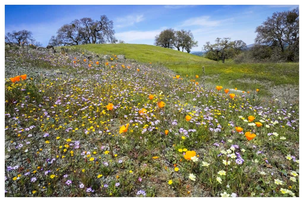 This wildflower bloom shows off what makes Henry Coe a great Bay Area Car Camping Destination. 