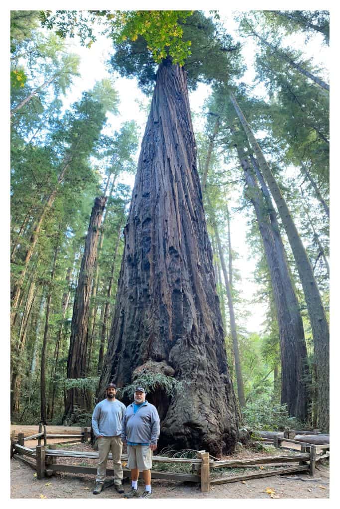 The ancient redwoods at Henry Cowell State Park are what make it one of the best bay area car camping destinations. 