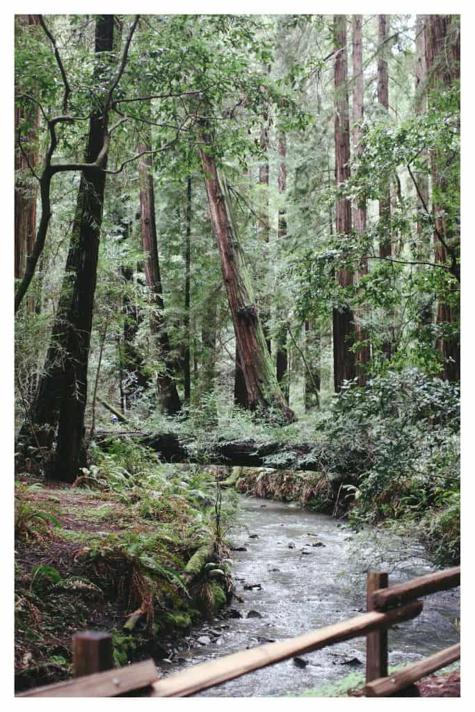 The forest at Muir woods is easily accessible from the two campgrounds on Mt Tamalpais. 