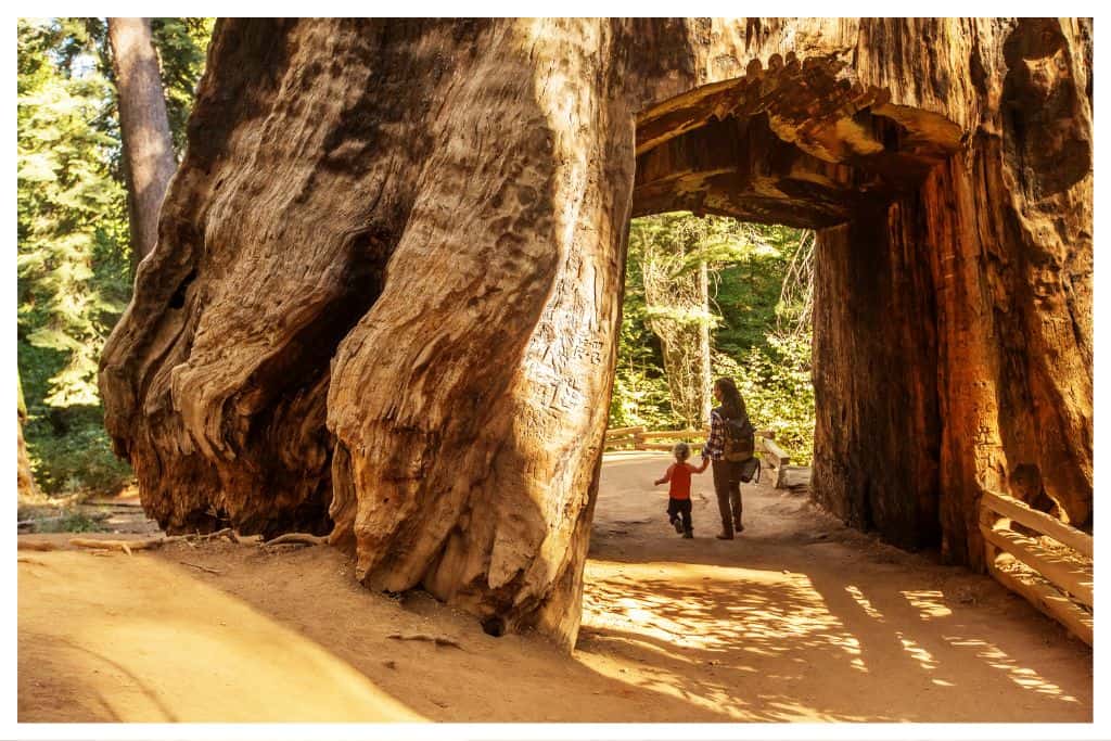 Yosemite's Giant Sequoia's are a can't miss stop for families visiting Yosemite. 