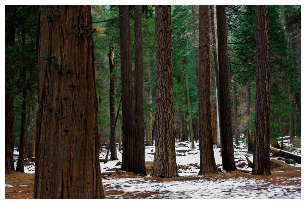 The forest in Yosemite with light snow. 