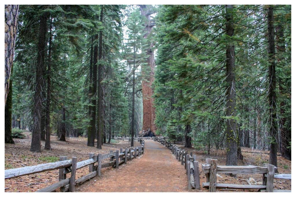 A trail through the Mariposa Grove of ancient Sequoia's. 